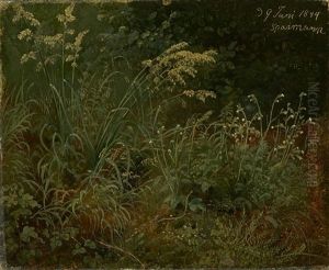 Forest Glade