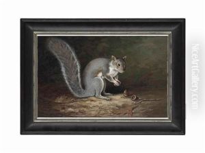 A Squirrel Harvesting Nuts