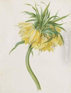 Fritillaria Imperialis by Josef von Brandt