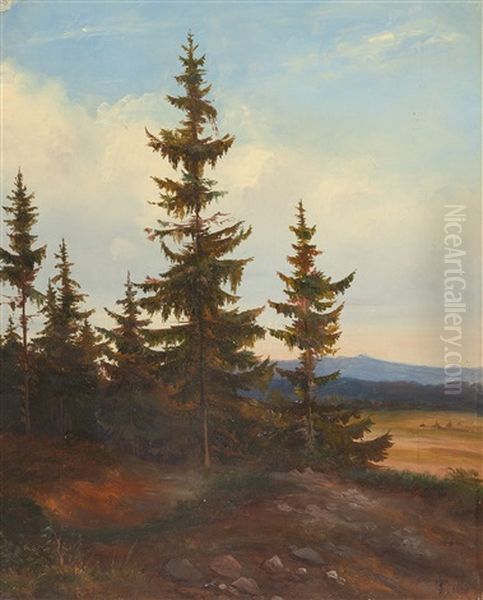 Tannen Vor Einer Lichtung - view 1