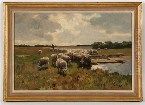 Sheep Grazing - view 1