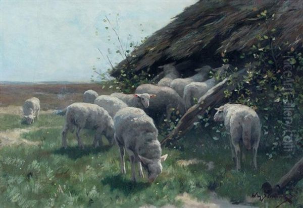 Lambs Near Fold - view 1