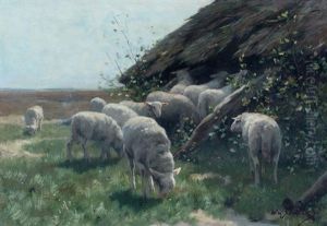 Lambs Near Fold