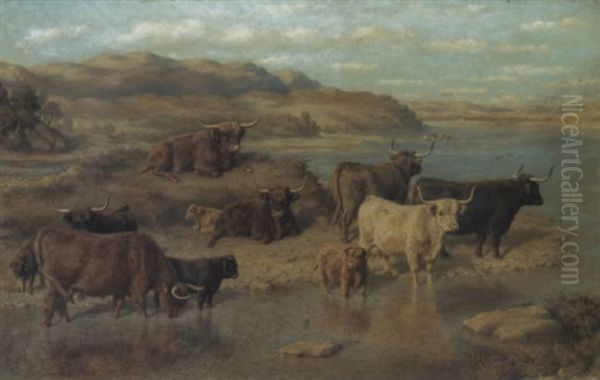 Highland Cattle By Loch Striven, Strathclyde - view 1