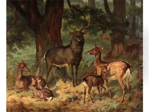 Fallow Deer In A Wood