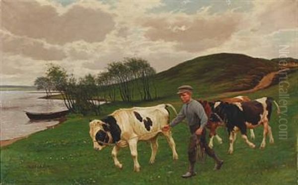A Boy Pulls The Bull Calves On Grass - view 1