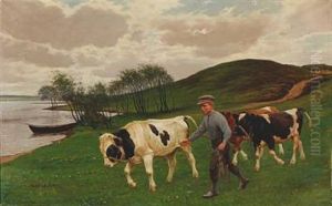 A Boy Pulls The Bull Calves On Grass A Boy Pulls The Bull Calves On Grass