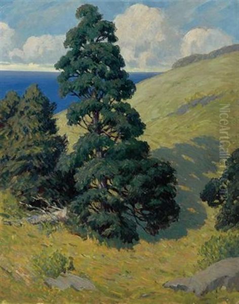 Monhegan, Pine #1 - view 1