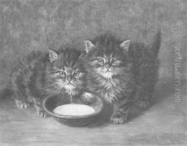 Zwei Junge Katzen Mit Milchschale - view 1