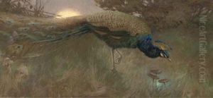 Peacock At Twilight
