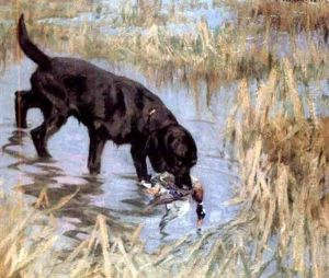 Black Retriever And Mallard