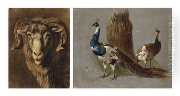 A Ouessant Sheep; A Peacock And A Peahen; And A Goat (3 Works) - view 1