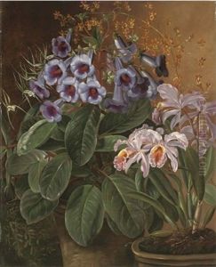 Orchids In A Terracotta Pot