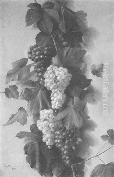 The Grape Vine - view 1
