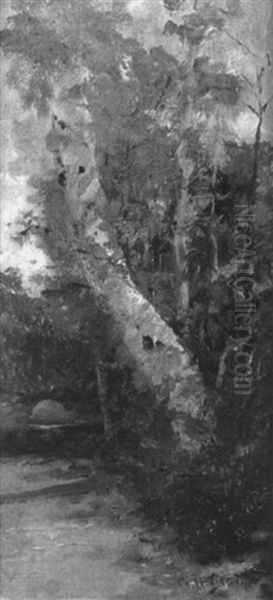 The Birch Tree - view 1