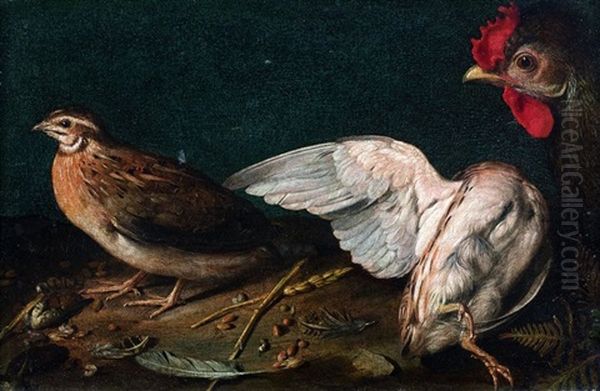 Perdrix Grises Et Coq - view 1