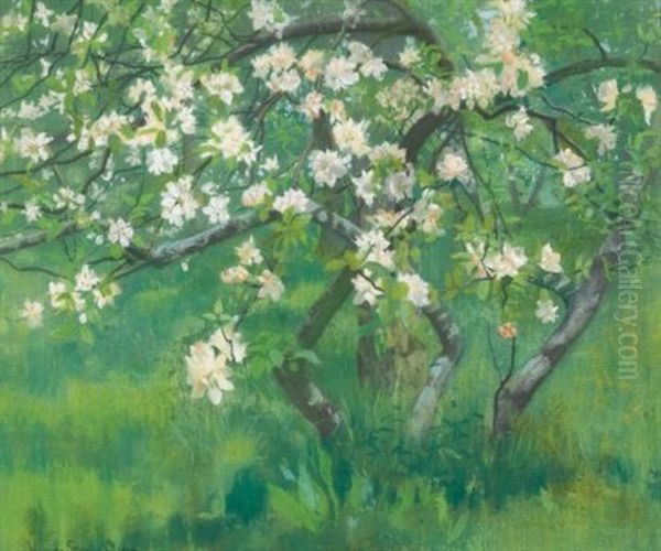 Apple Tree In Blossom - view 1
