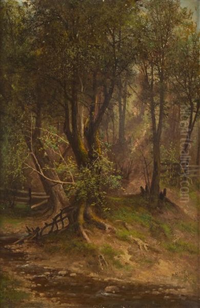 Forest Interior With Dry Wash - view 1