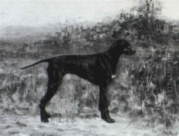 Jagdhund - view 1
