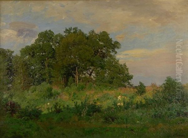 Wiese Vor Laubwald Im Sommer - view 1