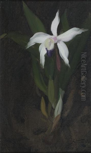 Orchid - view 1