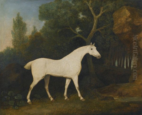 Selim, A Grey Hunter In A Paddock - view 1