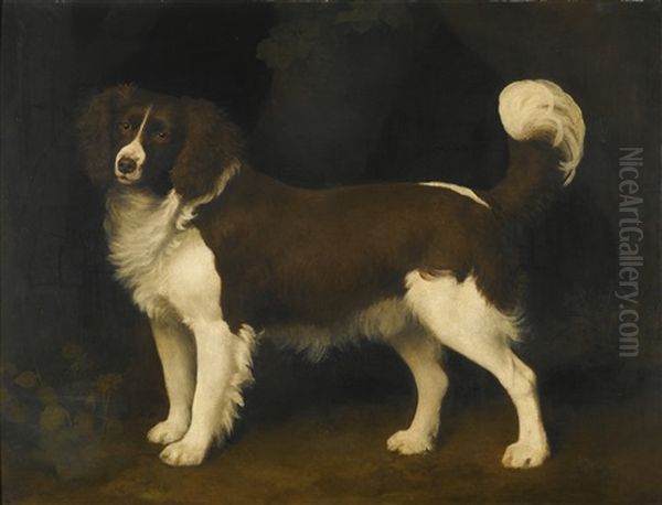 Portrait Of A Dark Brown And White Newfoundland Spaniel - view 1