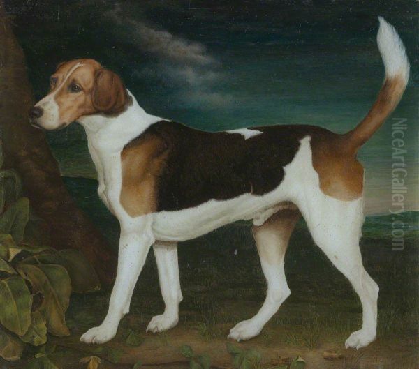 Ringwood, A Brocklesby Foxhound - view 1