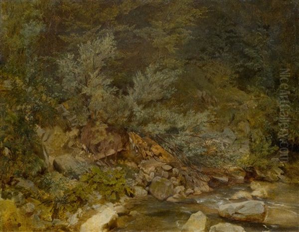 Forest Stream - view 1