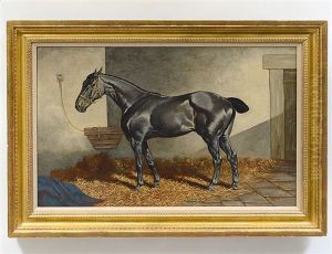 Grey Hunter In A Barn