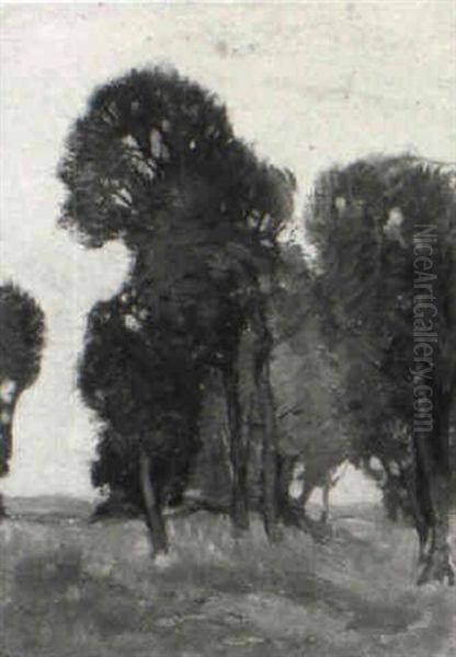 Sun Through The Trees - view 1