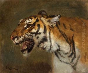 Tete De Tigre De Cochinchine