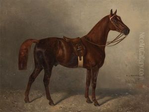 Noble Racehose