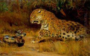 Confrontation Between Leopard And Snake
