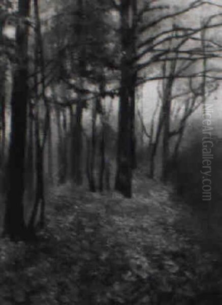 Herbstwald - view 1