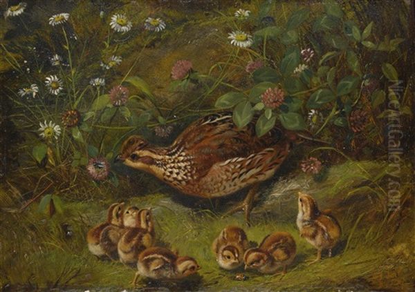 Quail - view 1