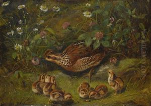 Quail