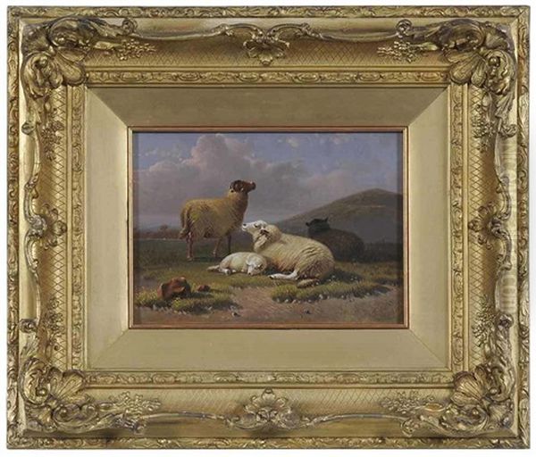 Sheep - view 1