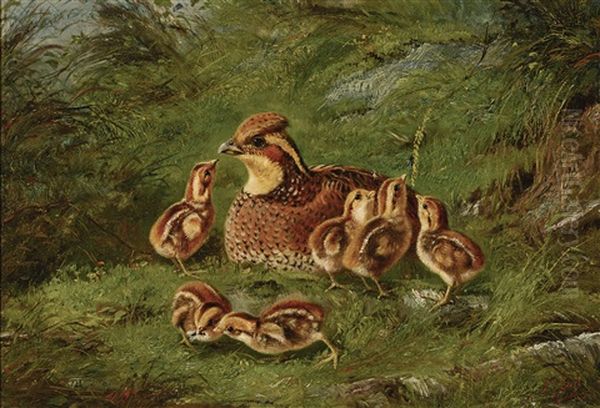 Hen Quail And Chickens - view 1
