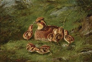 Hen Quail And Chickens by Arthur Fitzwilliam Tait