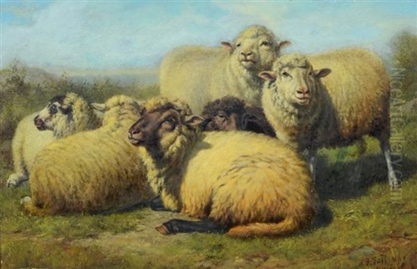 Resting Sheep - view 1