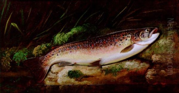 A Rainbow Trout On A Riverbank - view 1