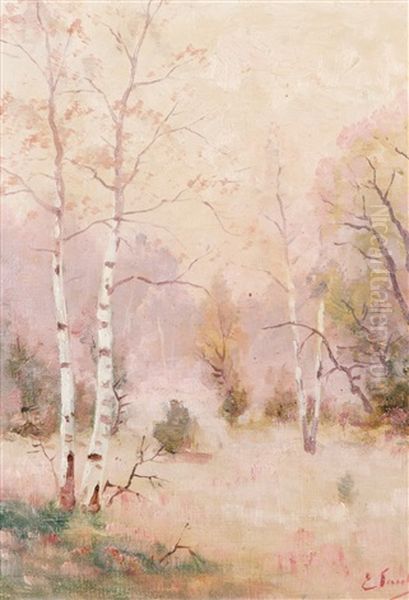 Birches - view 1