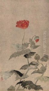 Poppies