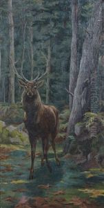Cerf Dix Cors En Sous Bois
