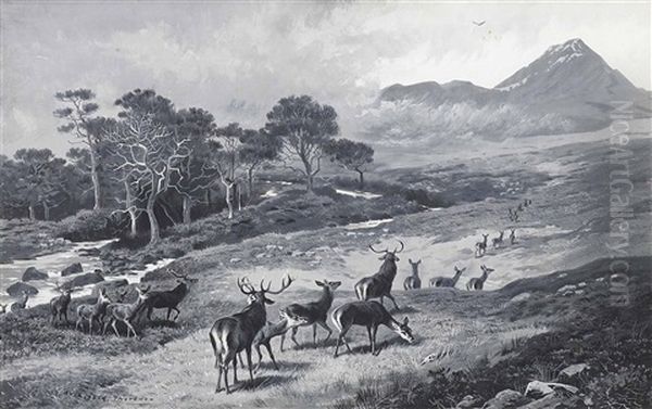 Deer On The Move, Kinlochewe - view 1