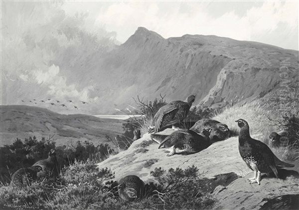 A Covey Of Nine Red Grouse Bathing In The Sun, A Storm Brewing - view 1