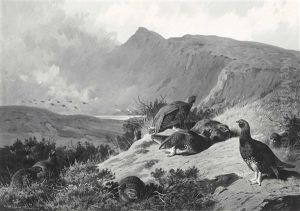 A Covey Of Nine Red Grouse Bathing In The Sun, A Storm Brewing
