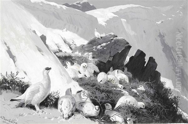 Ptarmigan On A Snow Slip - view 1