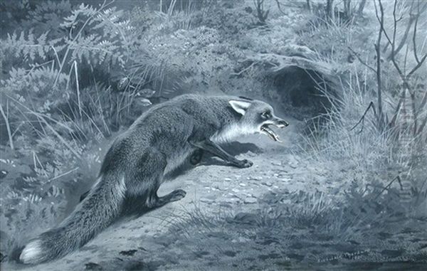 Study Of A Fox - view 1